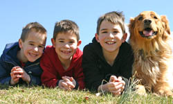 State Adoptions